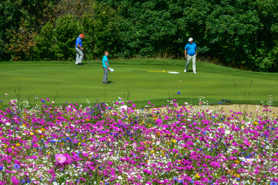 Blumenwiese auf dem Golfplatz