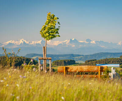 Alpenpanoramabänkle am Bühl in Herrischried Alpenpanoramabänkle am Bühl in Herrischried
